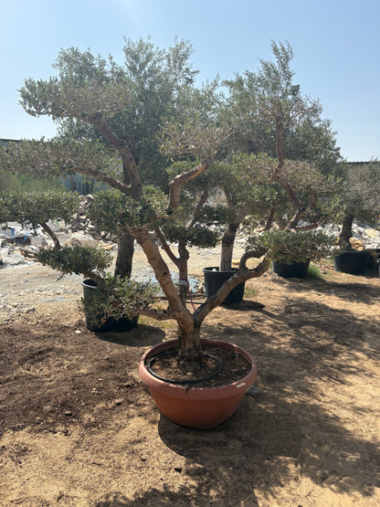 Olive Tree Bonsai 30 yr Multiple Head