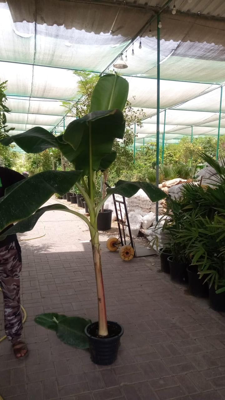 Banana Tree in Plastic Pot PROMO