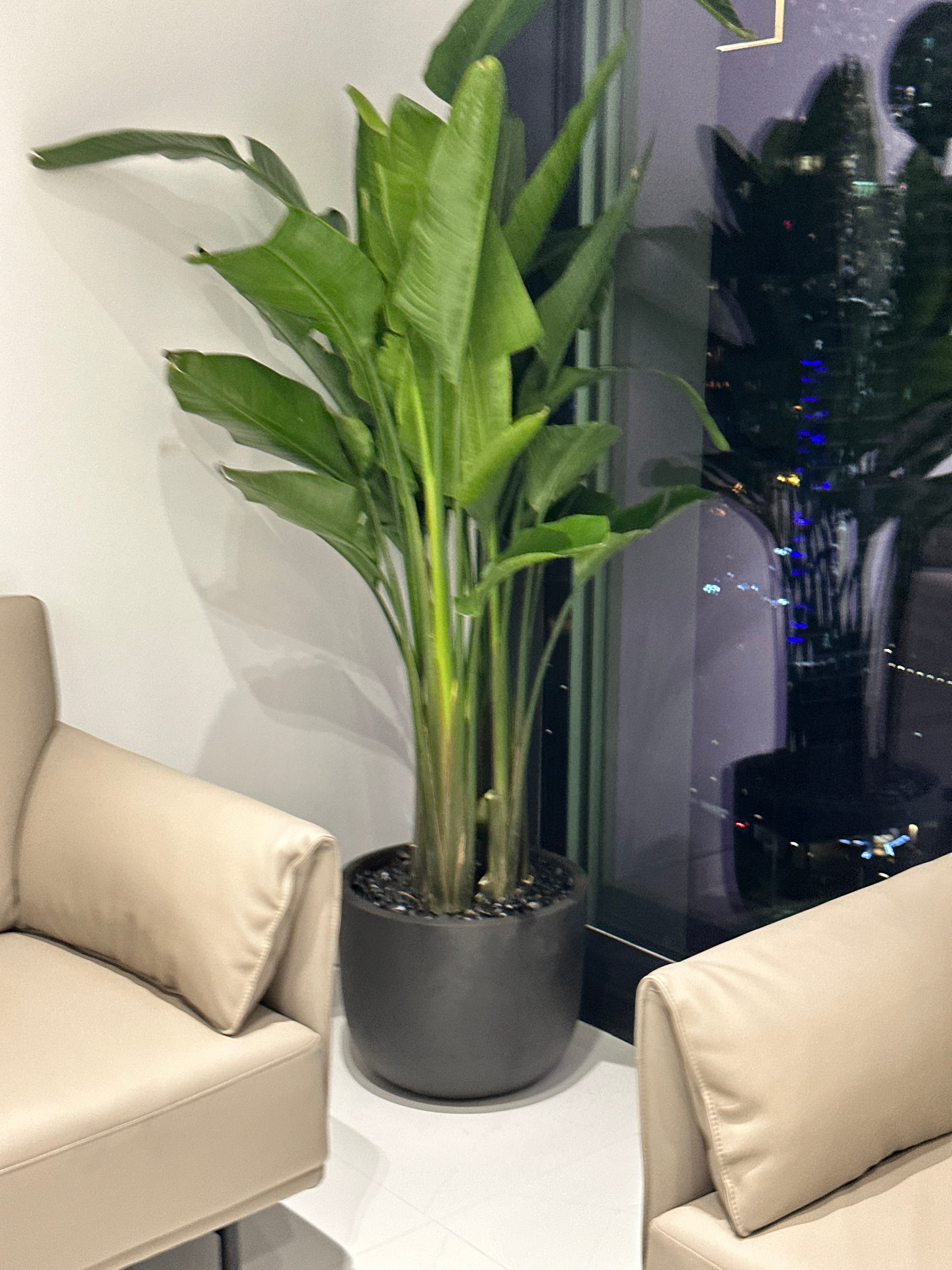 Office Plants Premium Bundle in Fiber Pot New 10pc