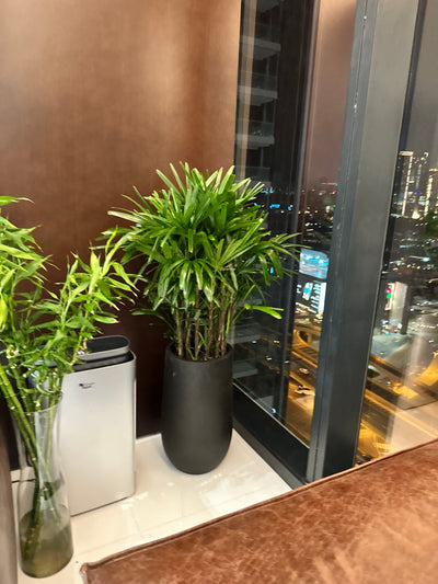 Office Plants Premium Bundle in Fiber Pot New 10pc