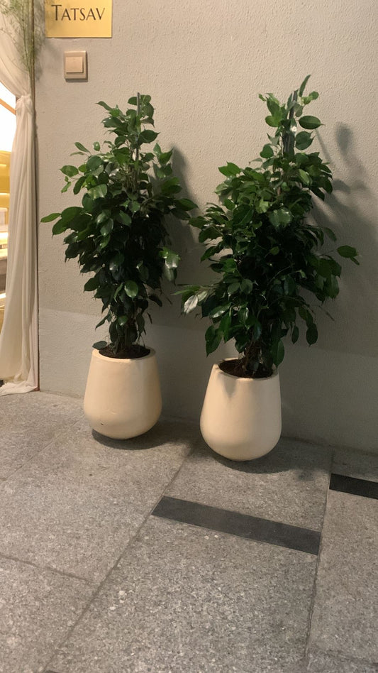 Office Plant Bundle Benjamina in Beige Fiber Pot