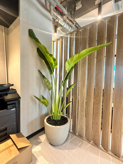 Travellers Palm Big Plant in Beige Pot 3meter Premium