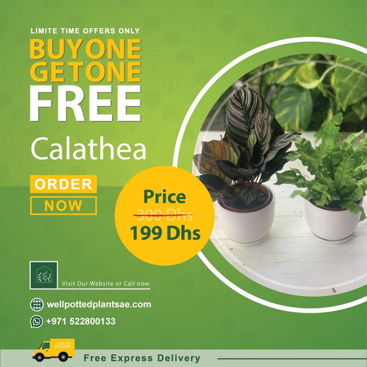 Calathea in Plastic PROMO
