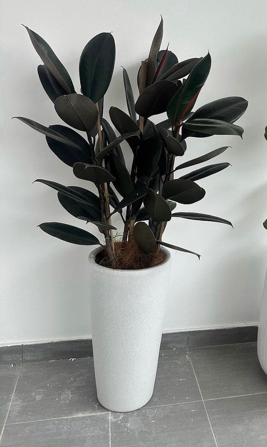 Rubber Plant 150cm Big New