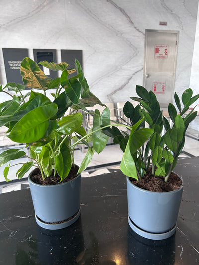 Indoor Plants Table Plant  Zizi and Philodendron Bundle