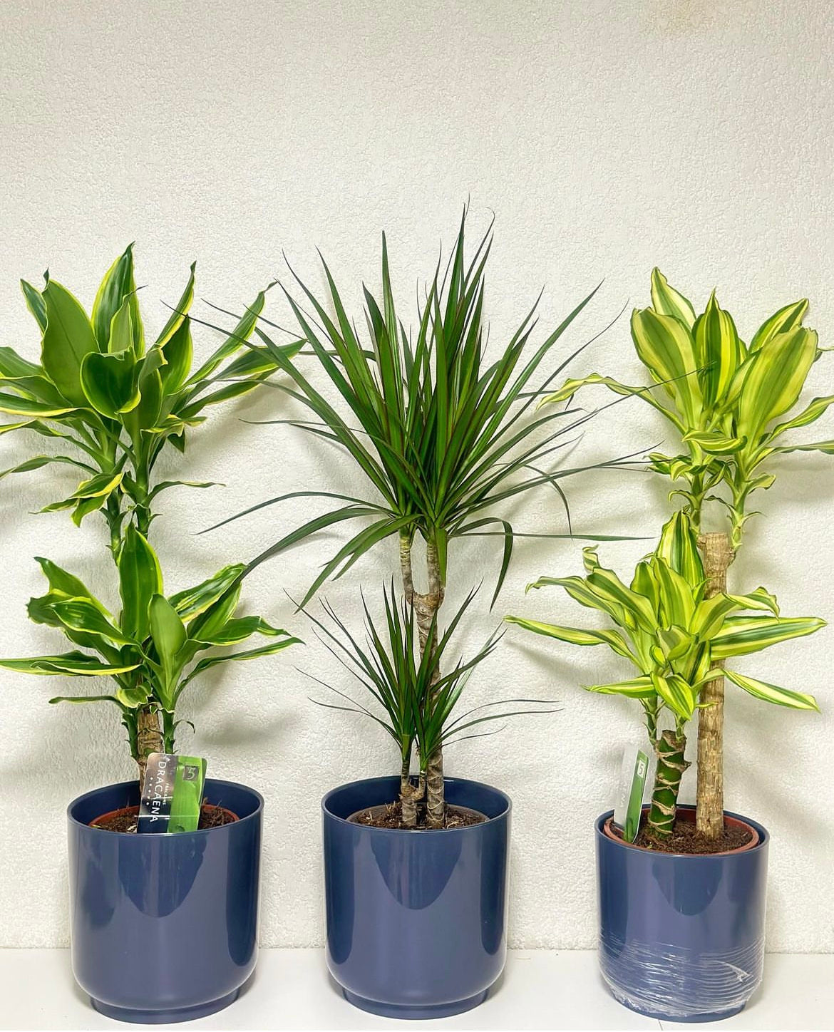 Office Plants Dracaena Bundle 3pc
