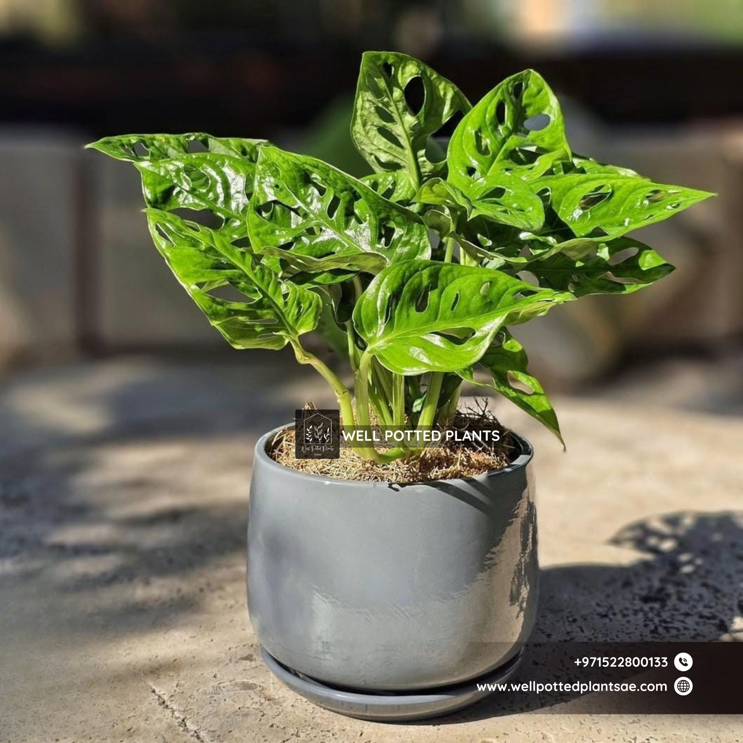 Table Plant Swiss Cheese Monsters