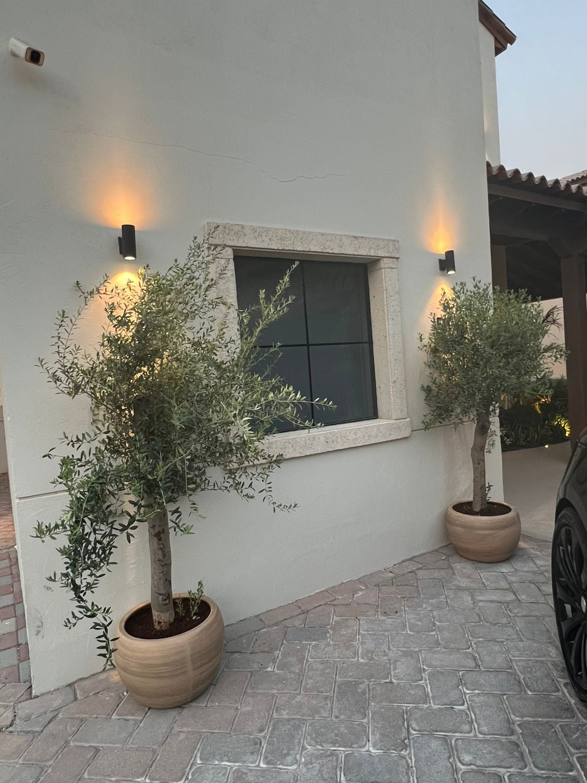 Olive Tree Extra Large Bundle 2pc Plants UAE