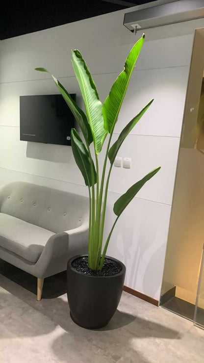 1099DH Big Areca + Big Travellers Palm Bundle