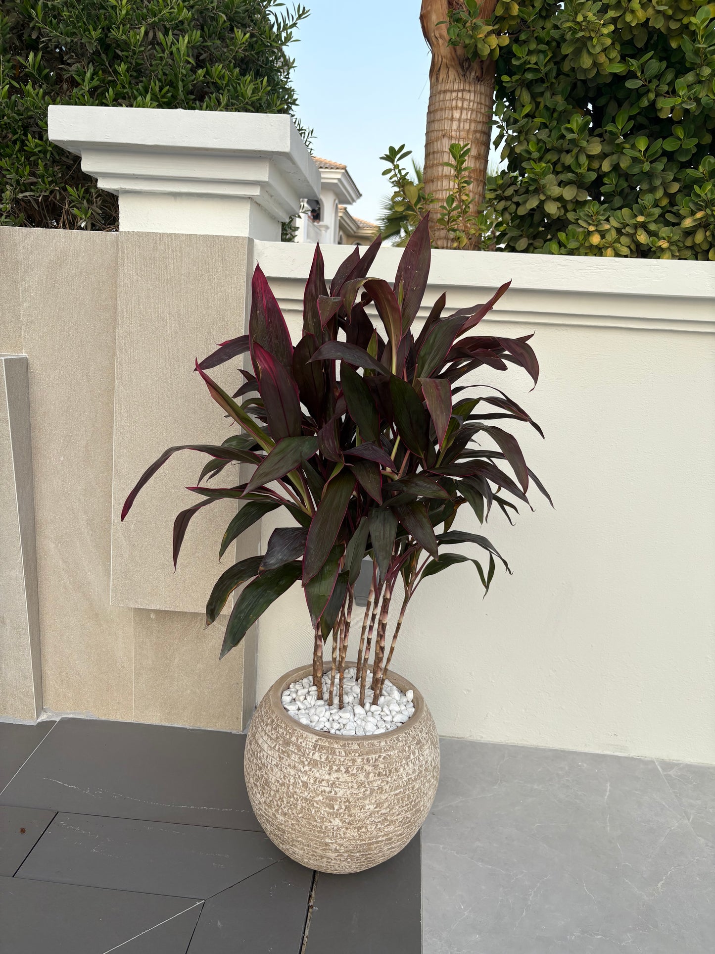 Rumba Premium in Fiber