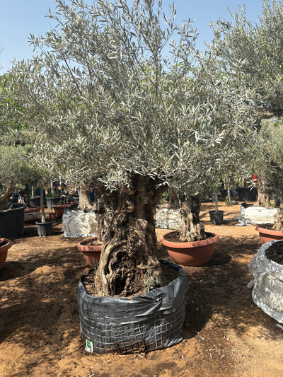 Olive Tree Bonsai 60 yr Old
