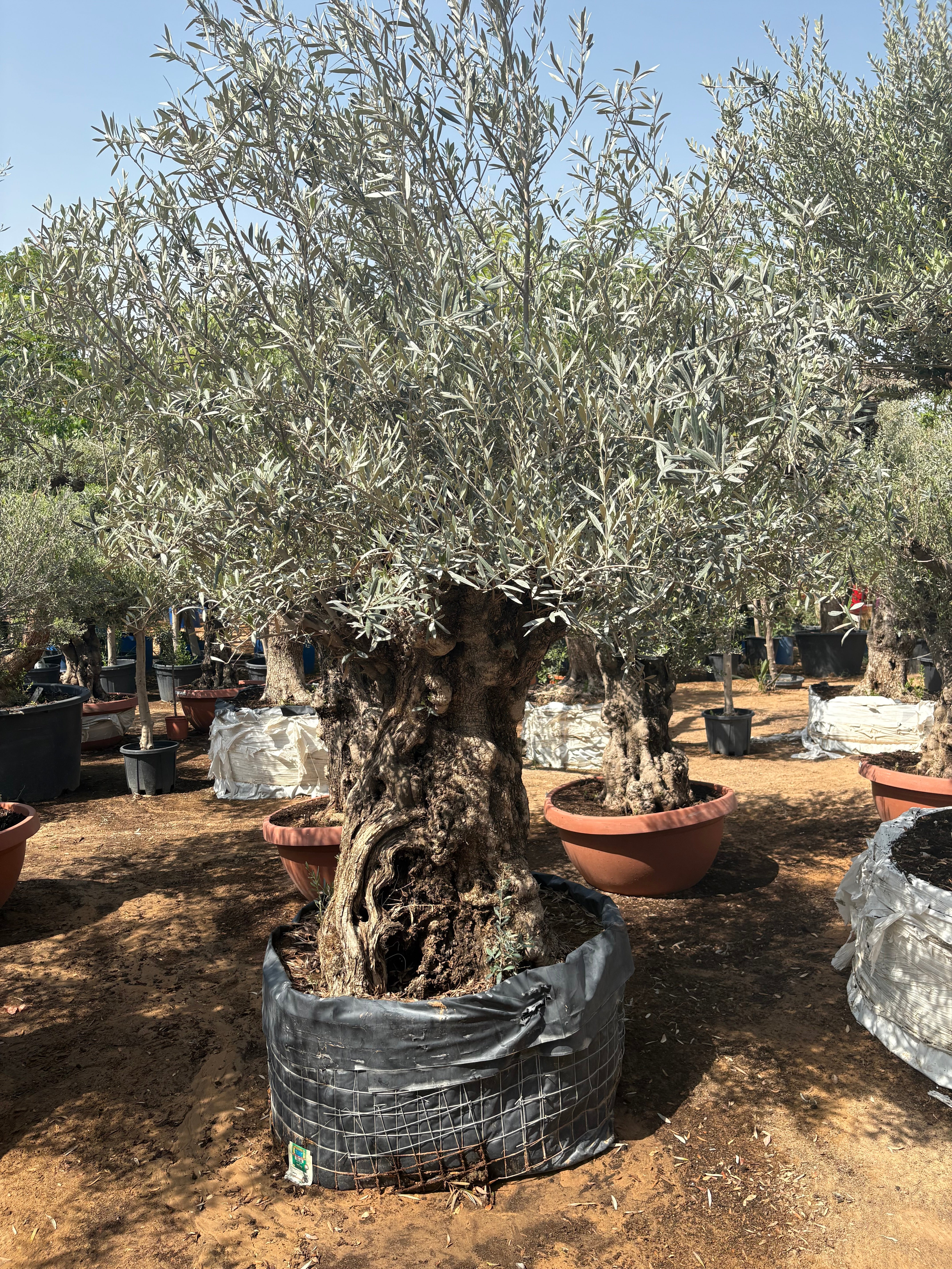Olive Tree Bonsai 60 yr Old