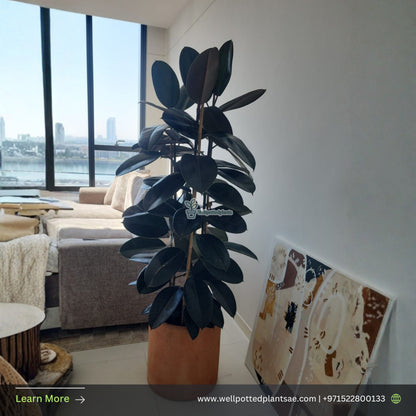 Big Rubber Plant from Holland in Fiber