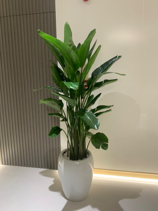Birds of Paradise Premium Quality Big