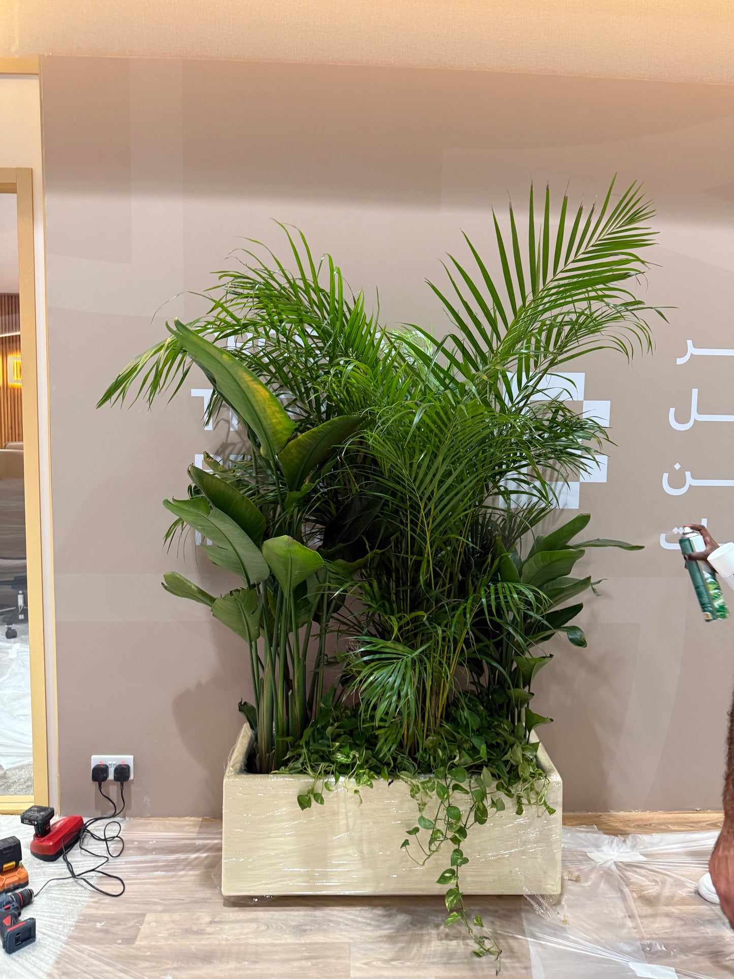 Office Plants in Rectangle Pot Premium on Sale