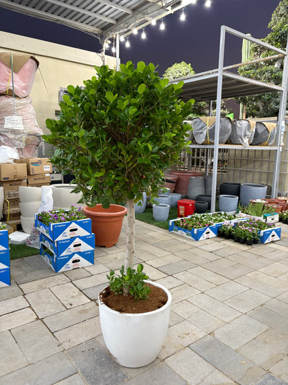 Wow Sale Outdoor Tree