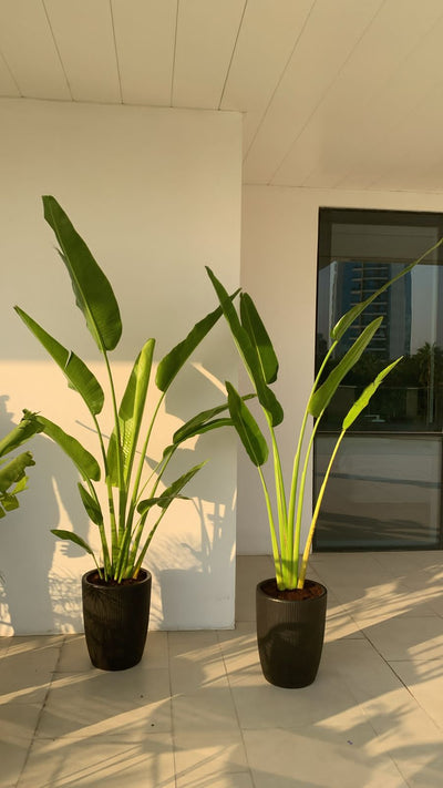 Office Plants Travellers Palm 2.2m in Black Pot Bundle 2pc PROMO