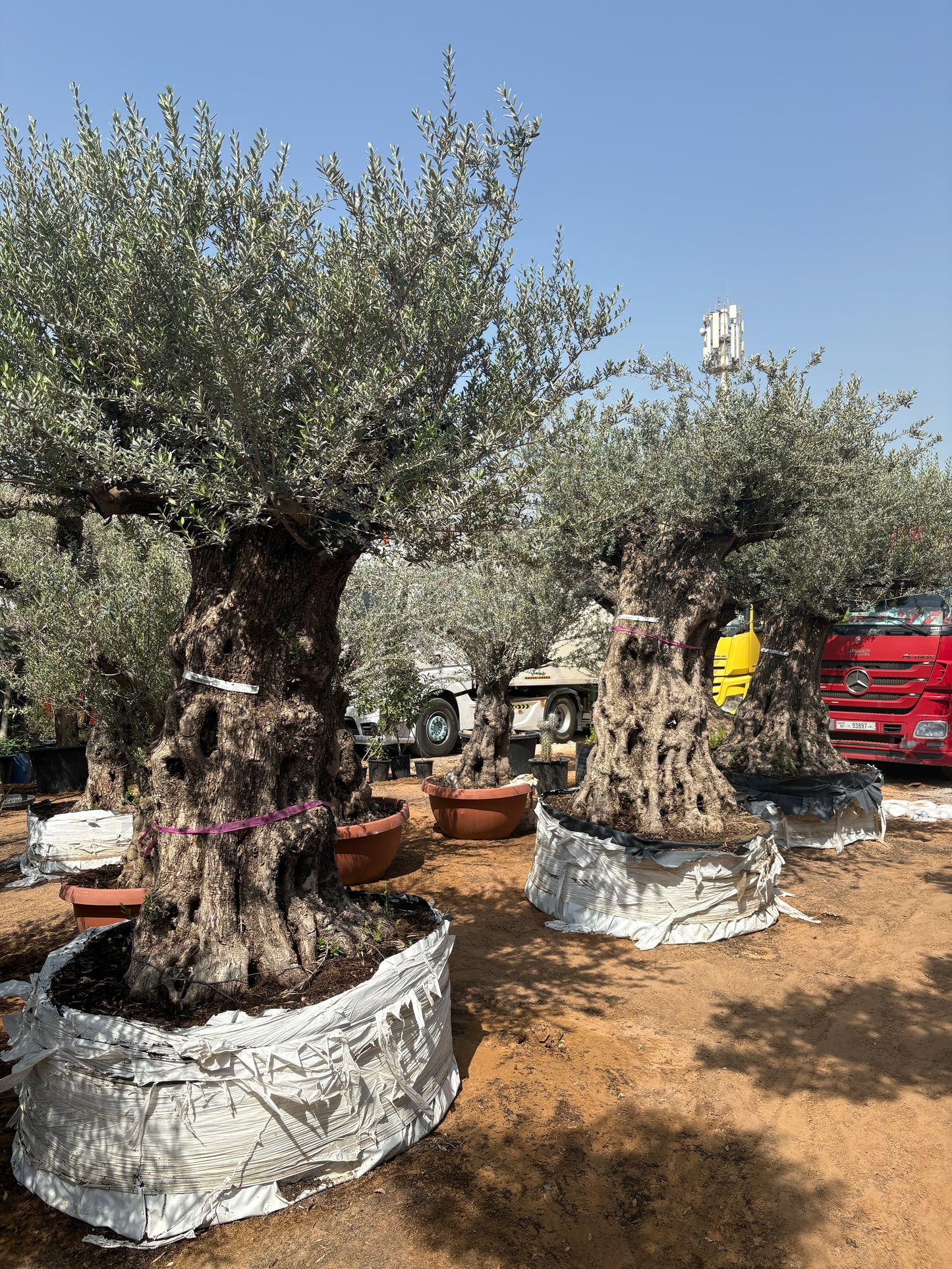 Olive Tree Bonsai 60 yr Old