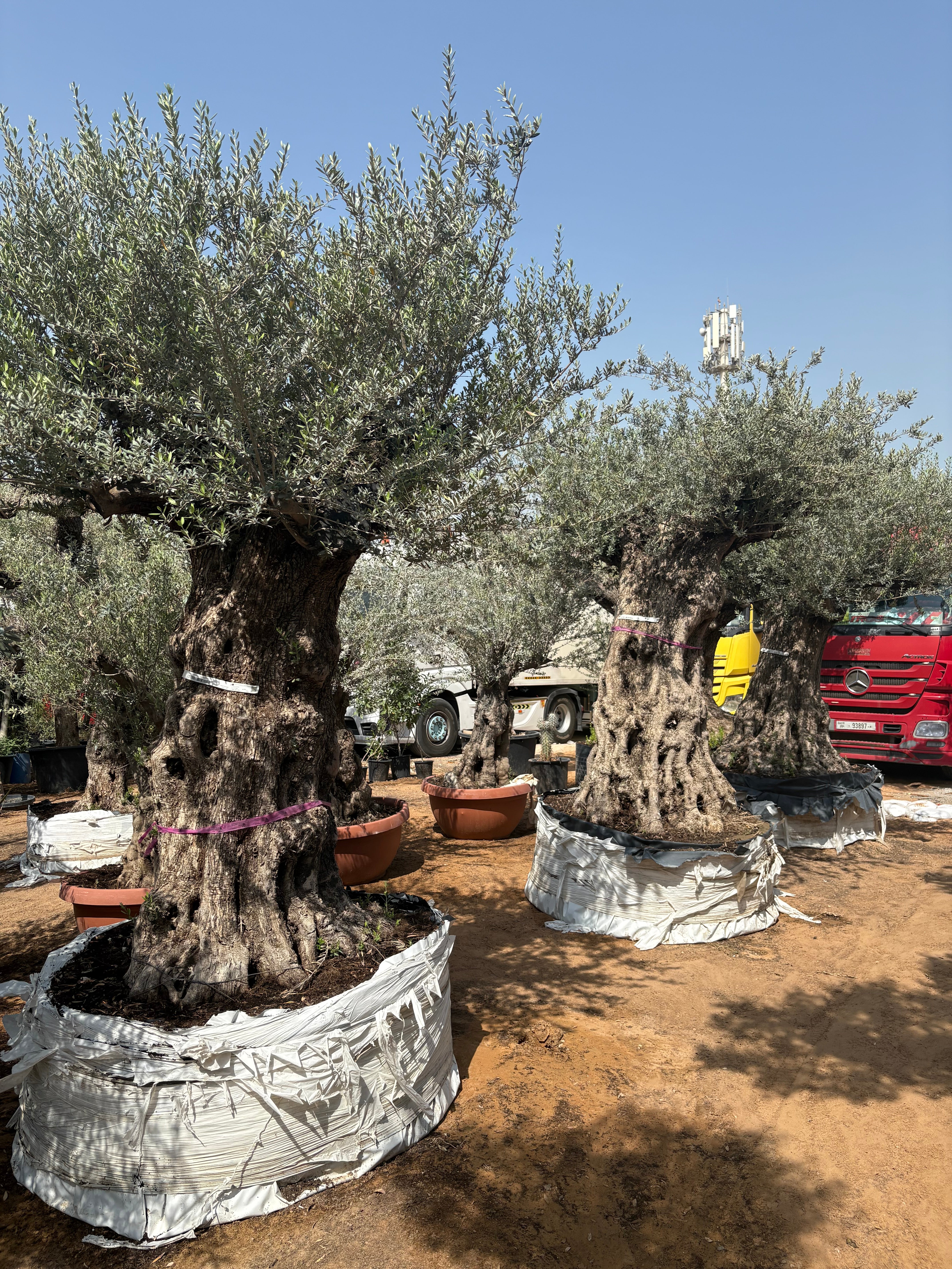 Olive Tree Bonsai 60 yr Old