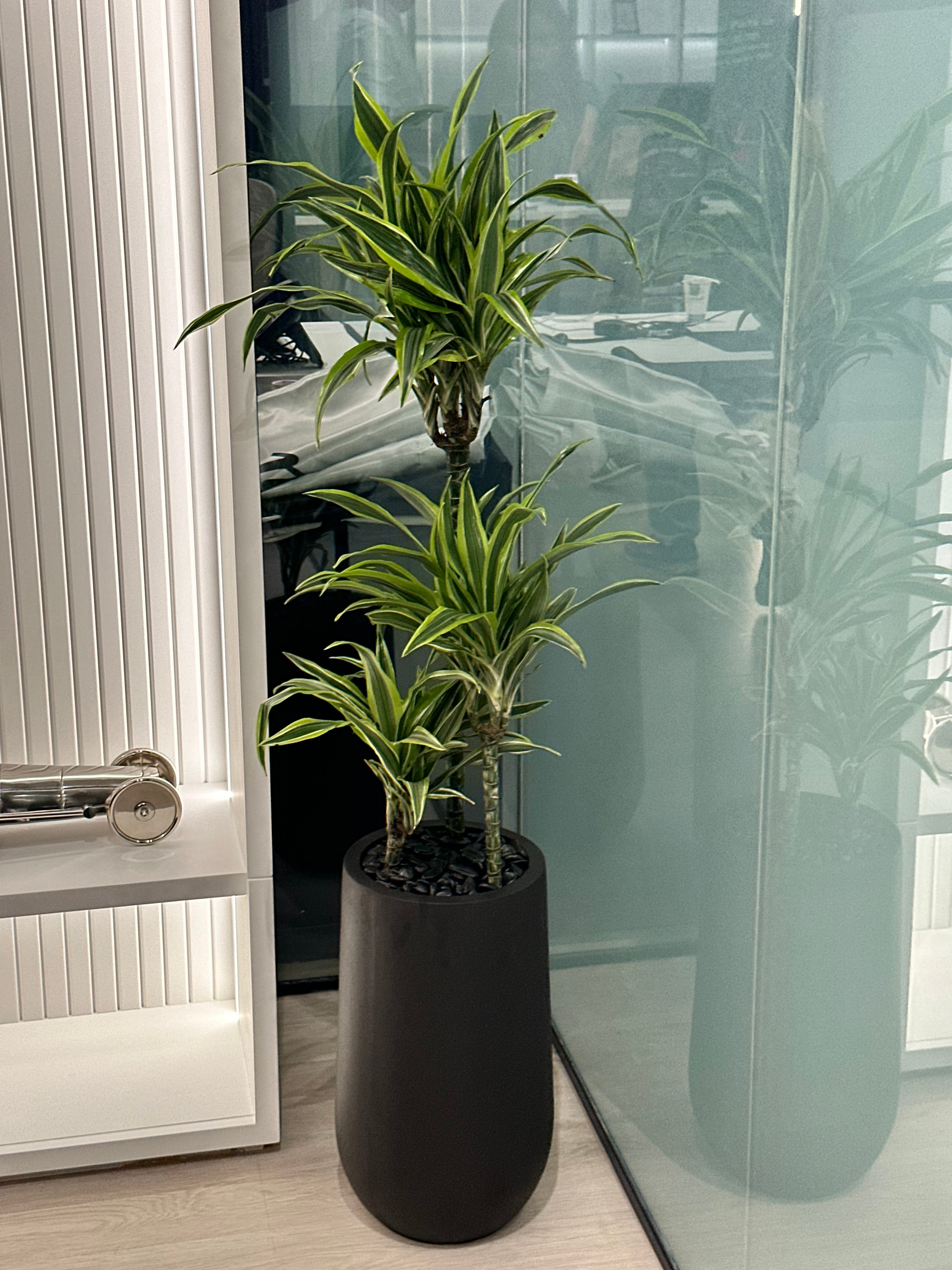 Office Plants Premium Bundle in Fiber Pot New 10pc