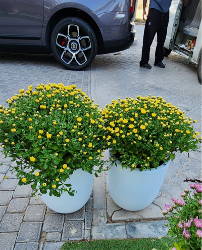 Outdoor Flower Per Pot Promo
