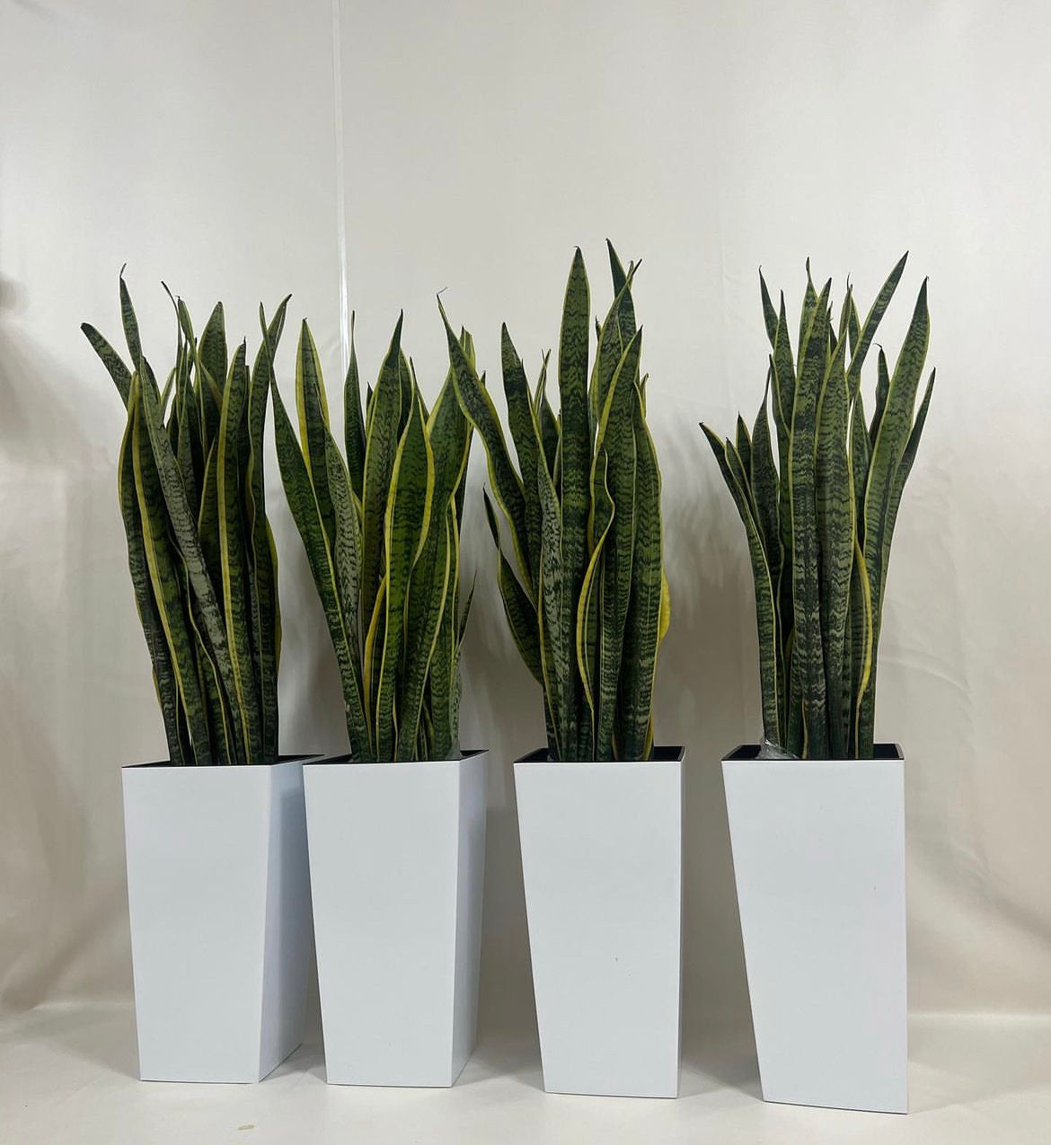 Premium Snakeplant