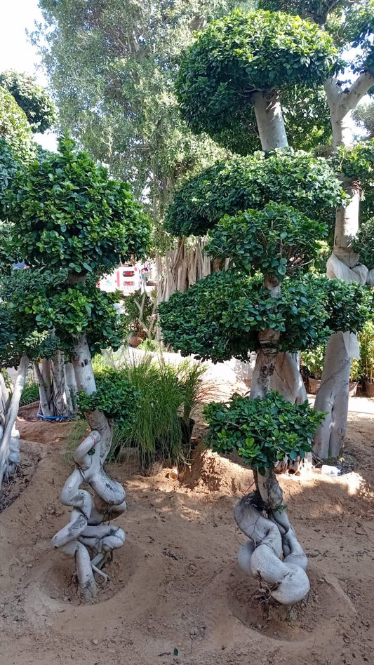 Bonsai Juniper XXL 2.2m to 2.5m Shop Exclusive