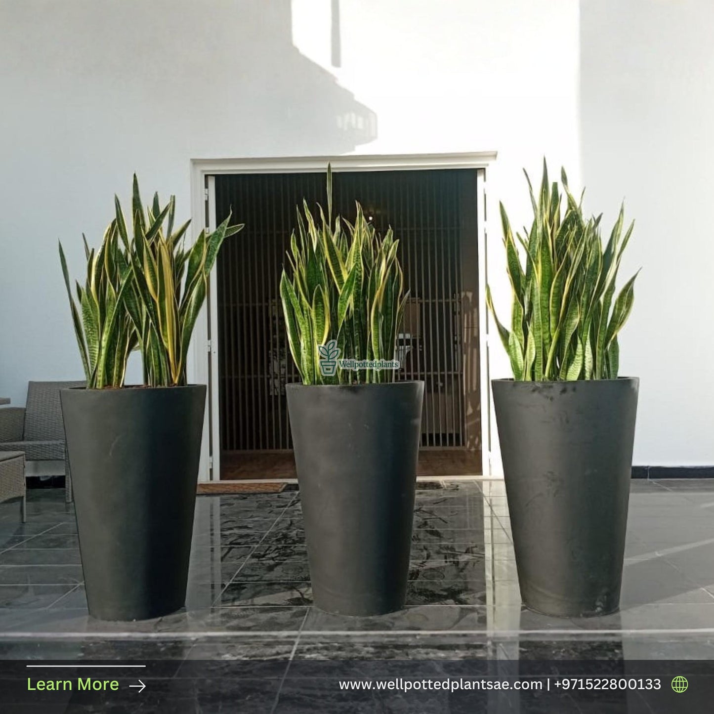 SNAKEPLANT XL in fiber pot Each