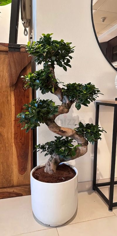 Bonsai Clearance Sale Buy 1 Take 1 Take 1