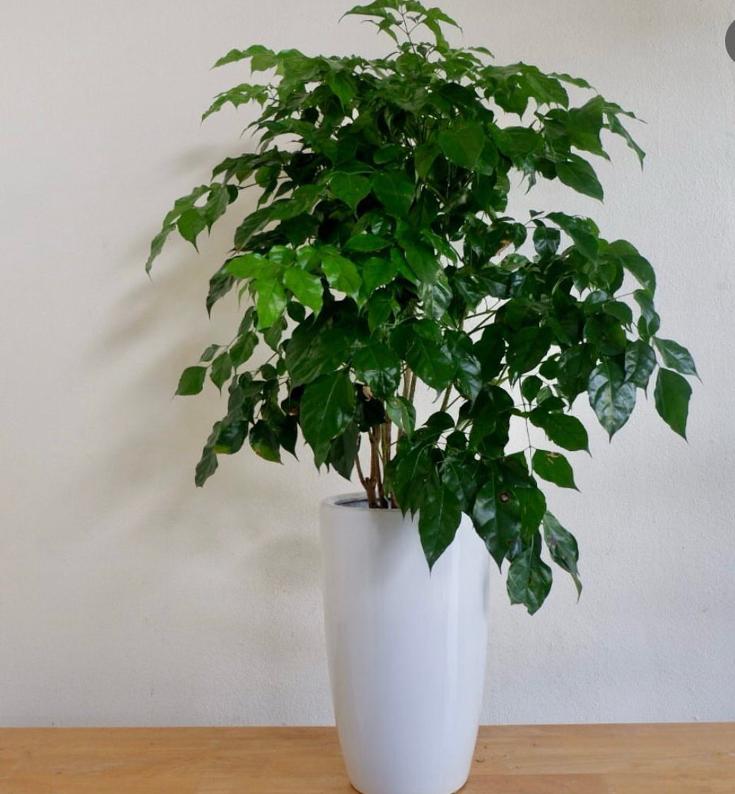 Office Plant Chinadoll PROMO