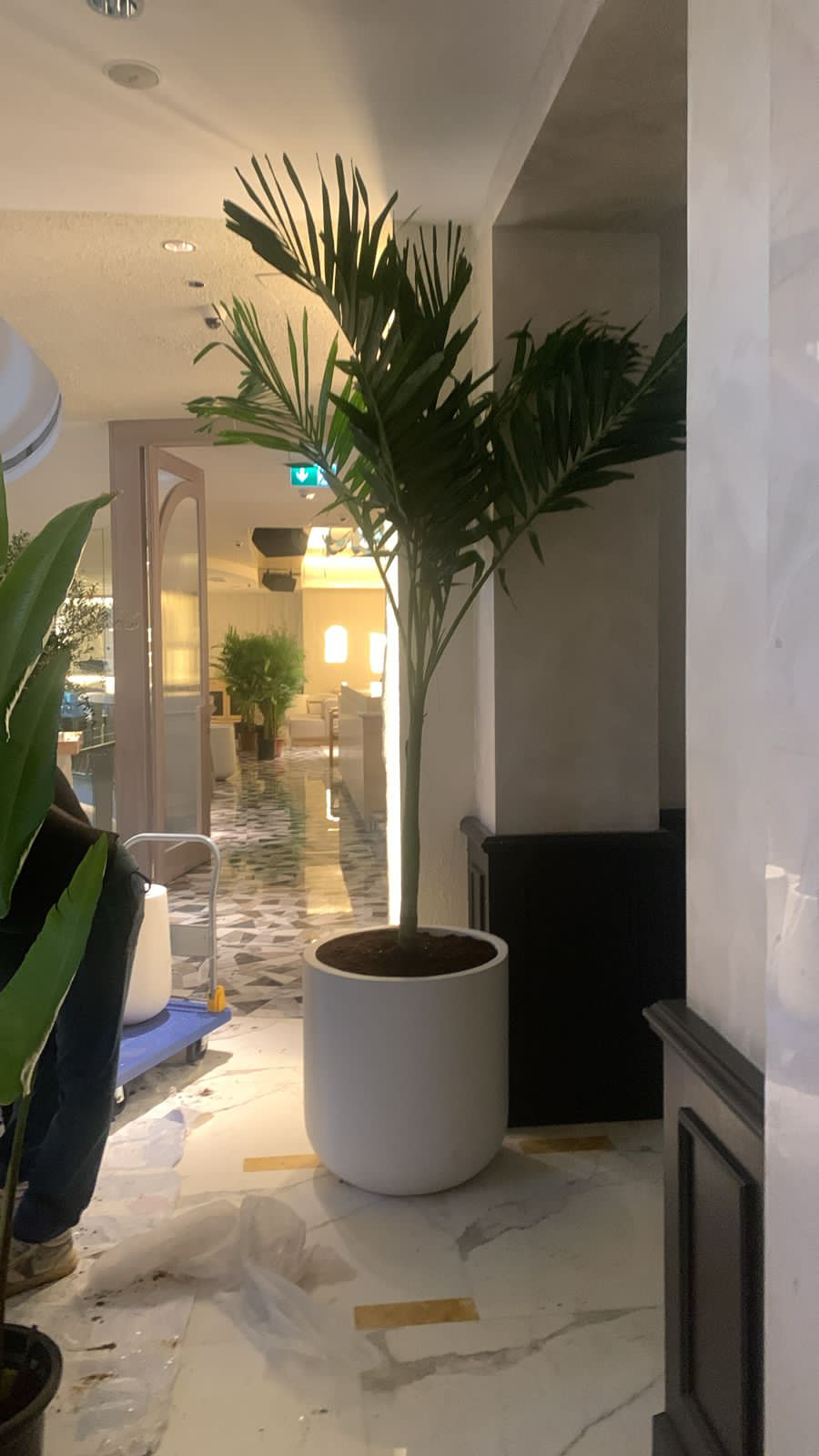 Vietchia Palm Indoor In Fiber Pot 2.5m to 3m