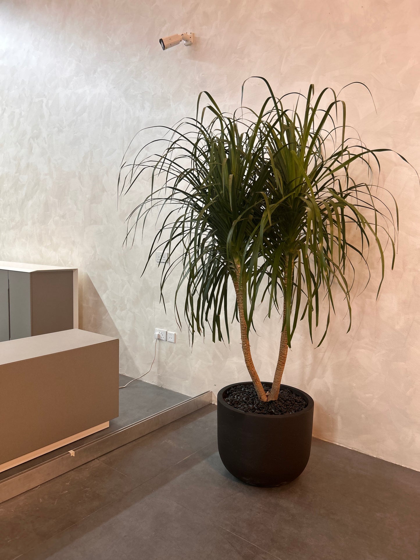 Office Plant Wild Yukka in Fiber Black Pot Premium