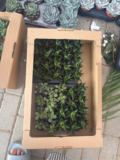 Table Plant Desk Plant Succulent