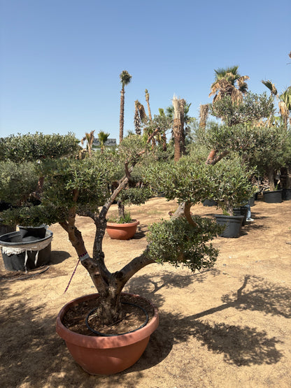 Olive Tree Bonsai 30 yr Multiple Head