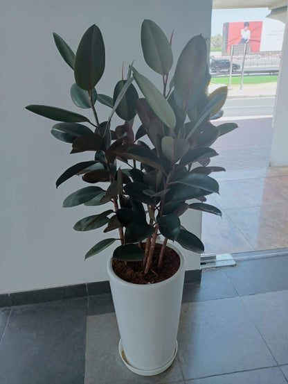 Rubber plant in white and gold pot