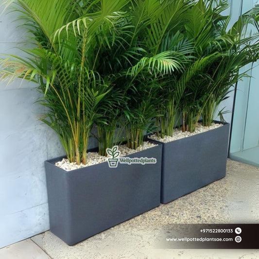 Office Plants Areca Palm in Fiber Pot Grey