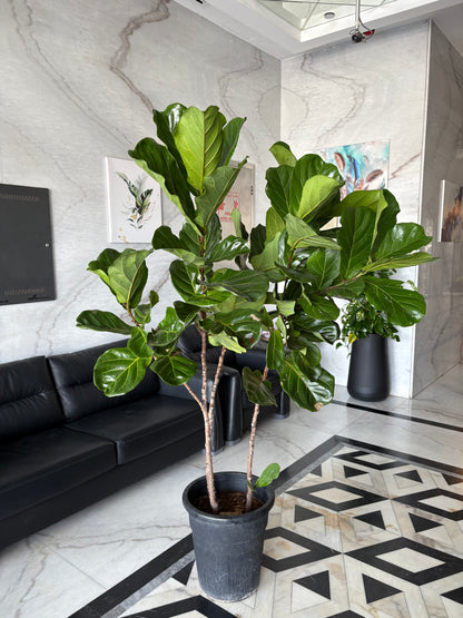 Fiddle XLarge Plant Promo