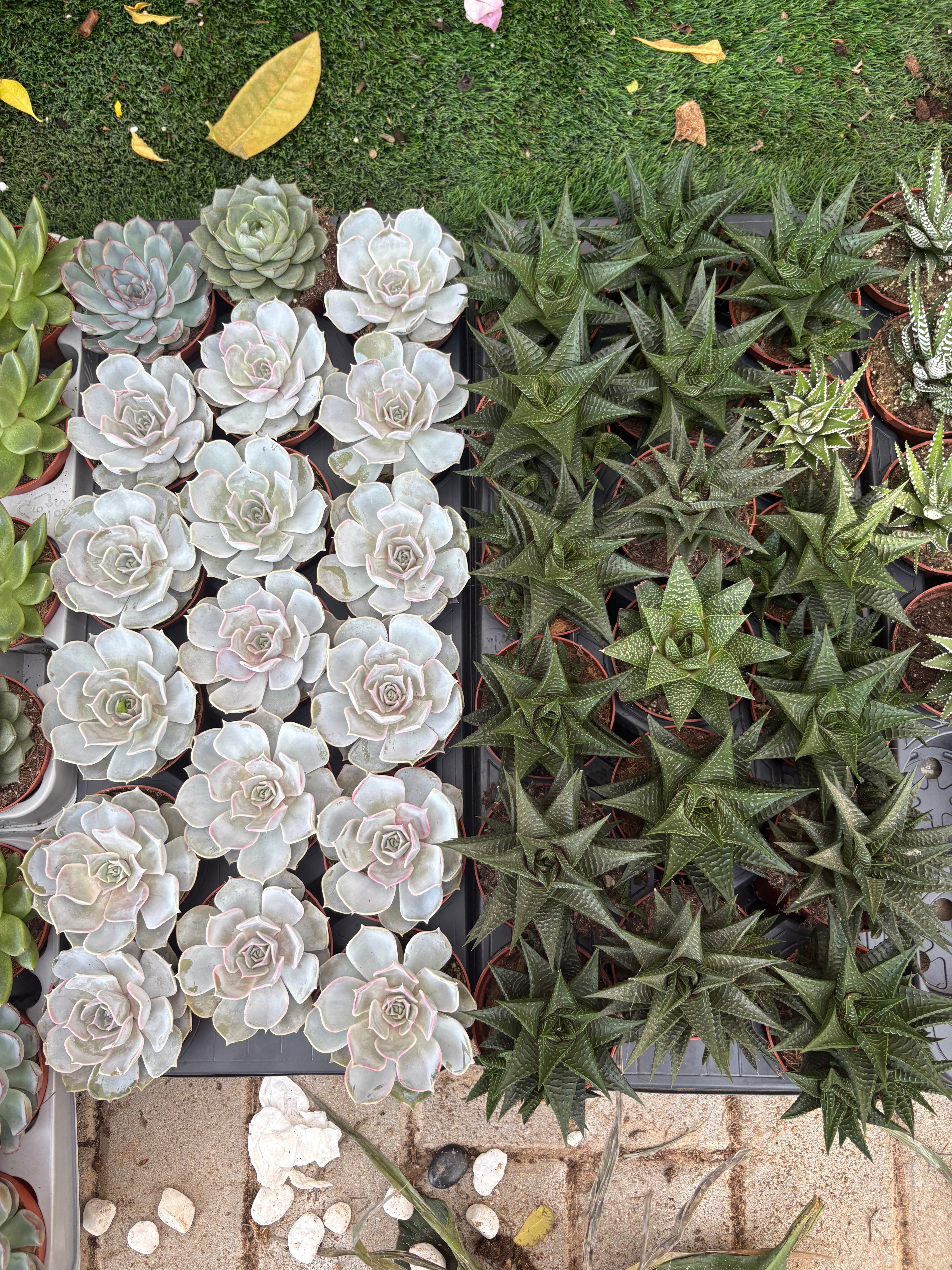 Table Plant Desk Plant Succulent