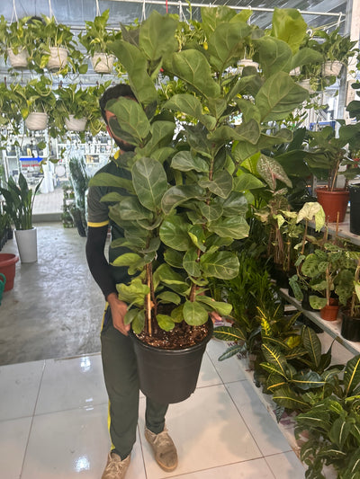 299DH Premium Fiddle|160cm