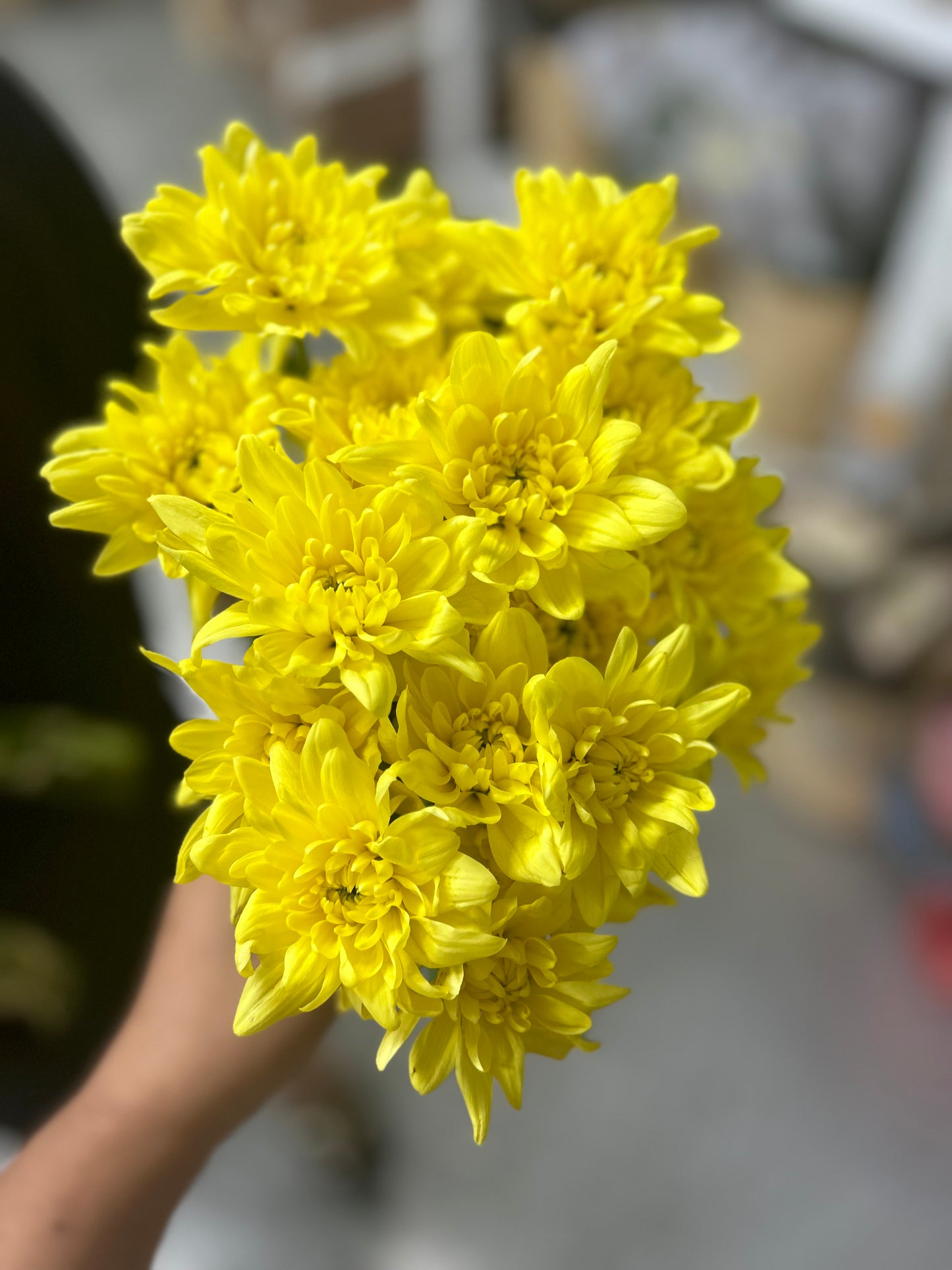 Fresh Flowers Chrysanthemum 12pc Best Seller