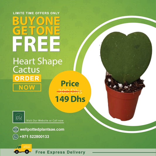 Heart Cactus PROMO