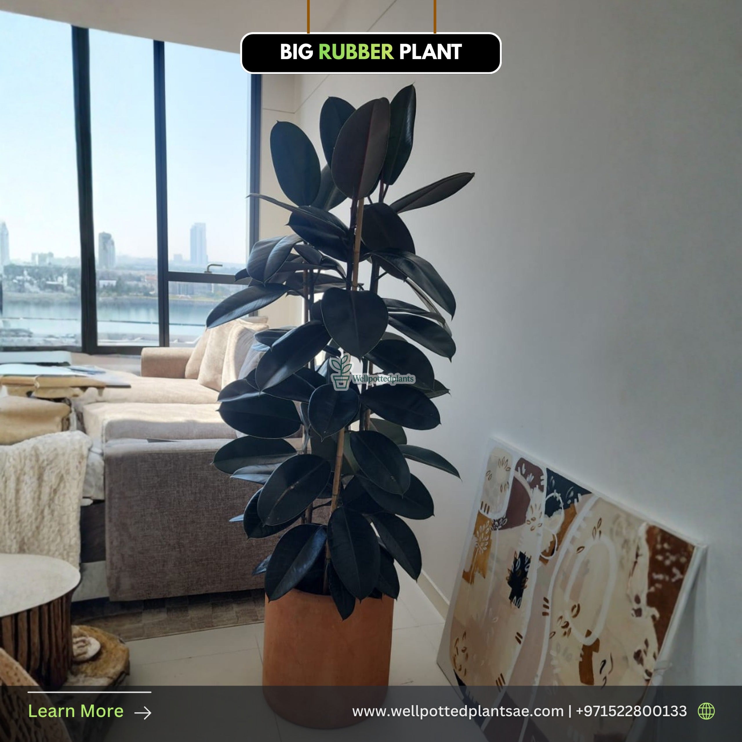 Big Rubber Plant from Holland in Fiber