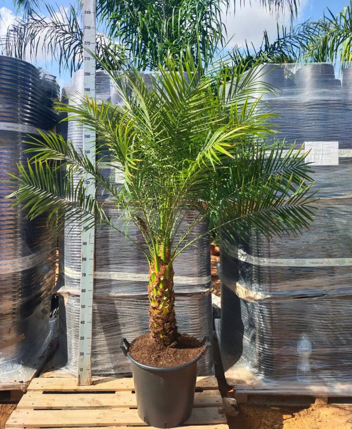 Phoenix Palm Big NEW