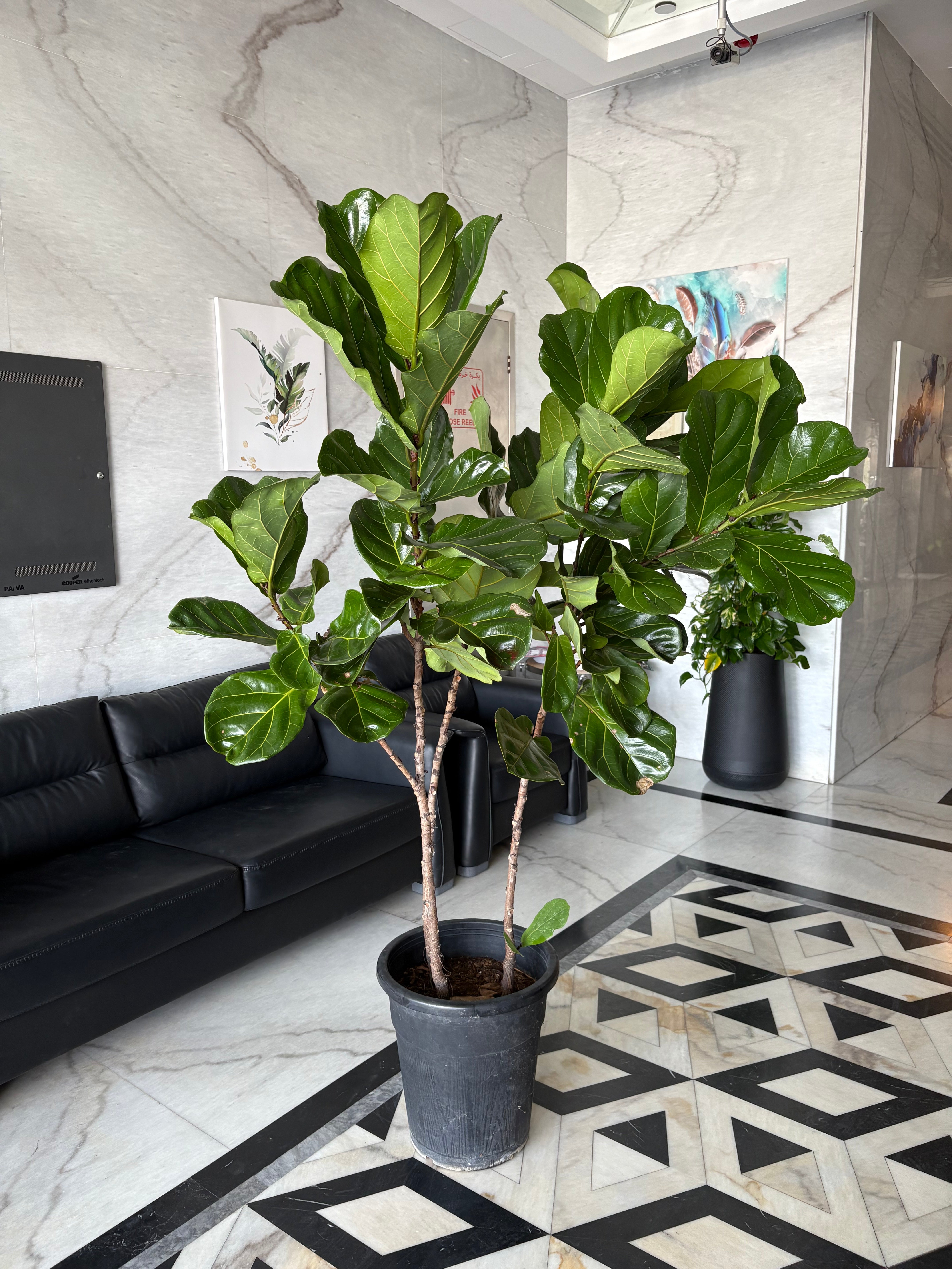 Fiddle XLarge Plant Promo at 180-200cm