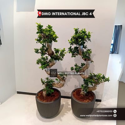 Bonsai Large in Clasyy Black Matte Bundle 2pc Premium Quality S-Shape