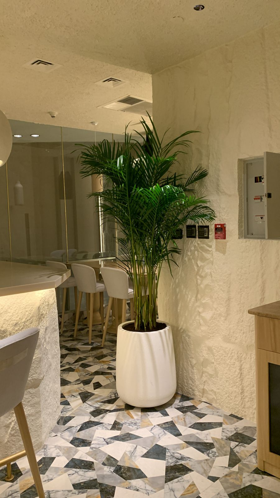 Office Plant Big Areca Palm in Fiber Pot 2.5M to 3m