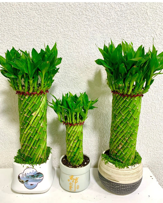 Lucky Bamboo Bundle 3pc