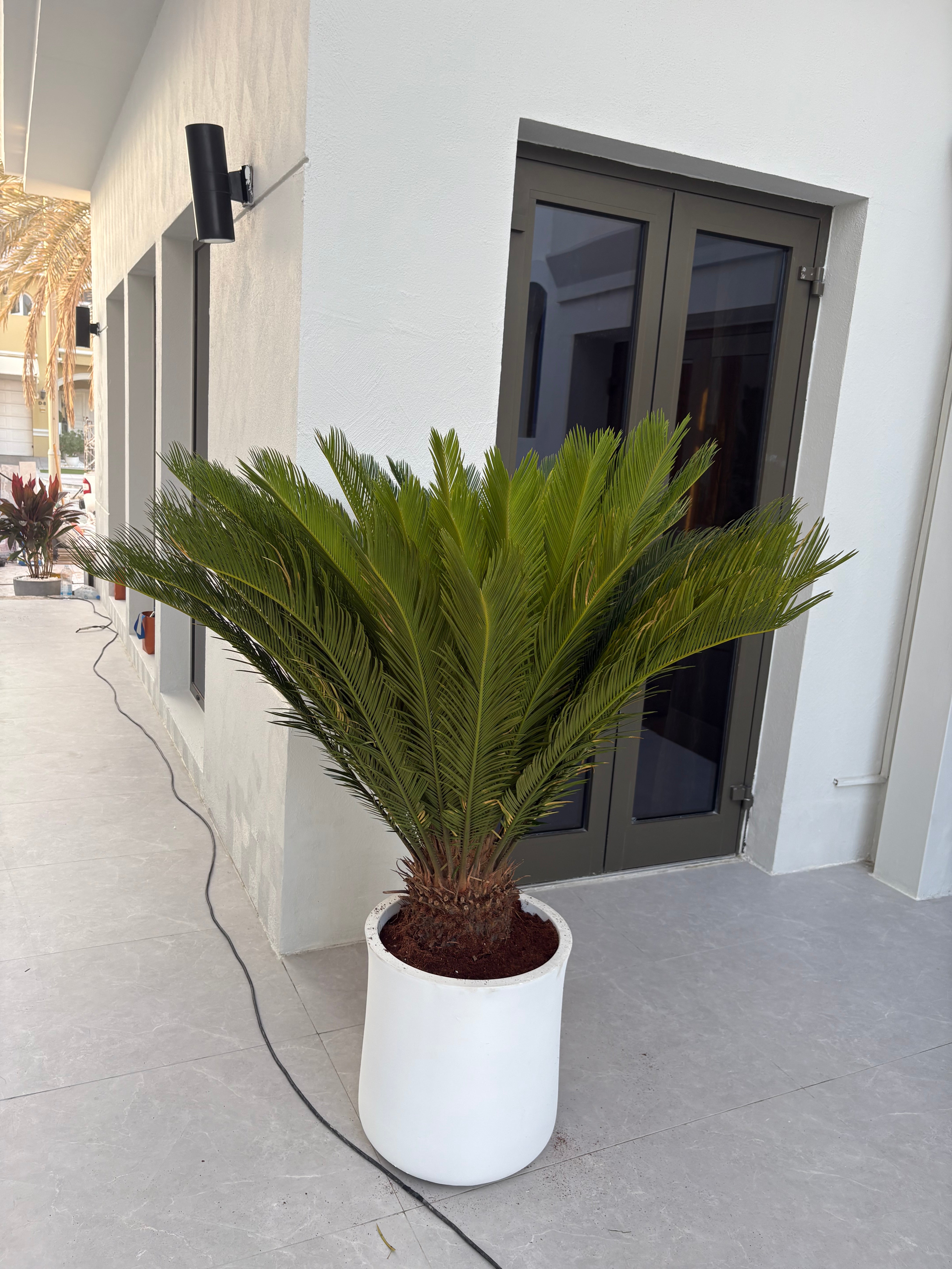 Sago Palm Extra Large in Fiber Premium Plants UAE