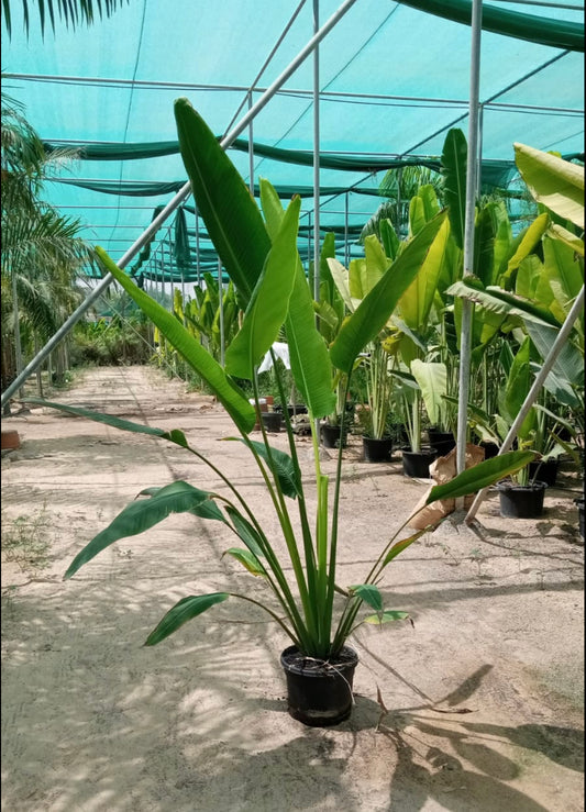 Travellers Palm NEW