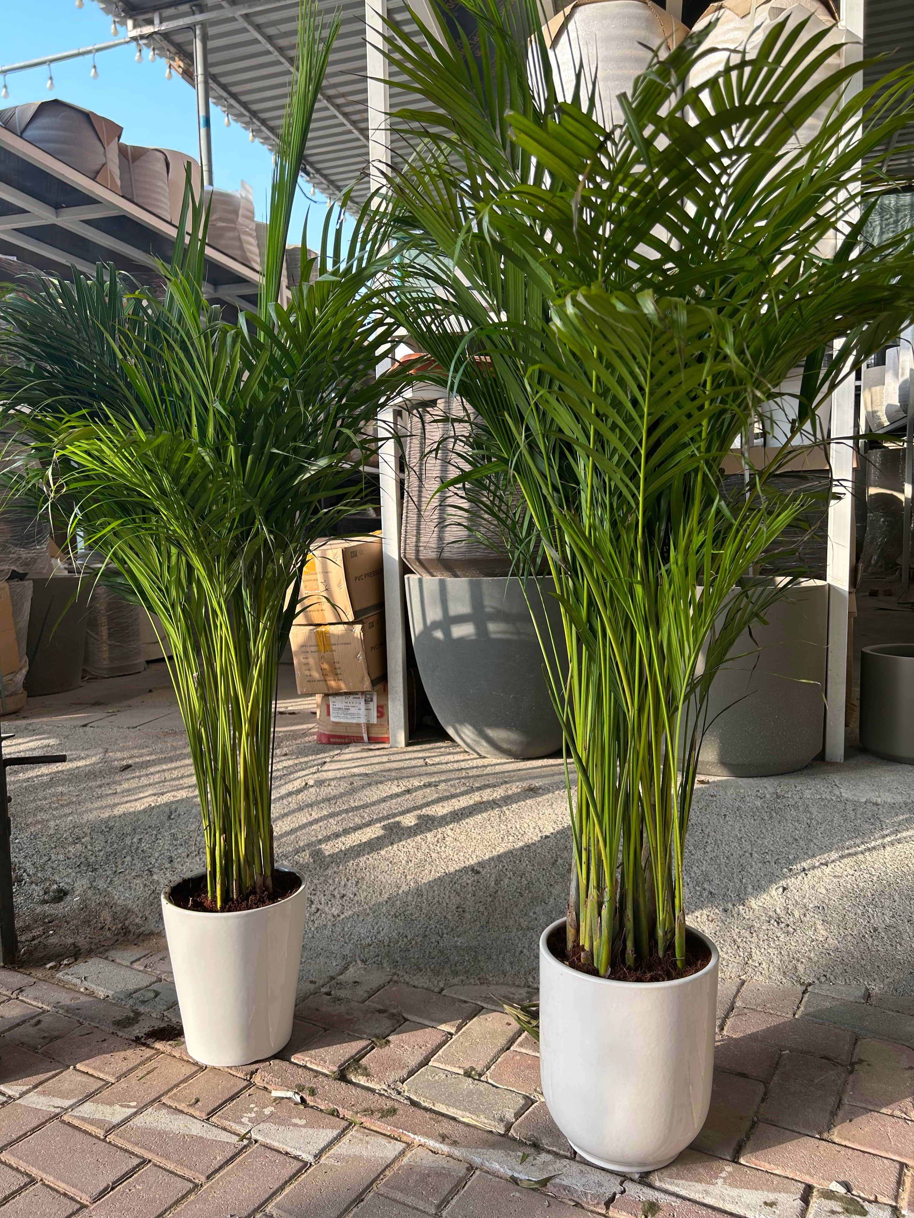 Areca Palm in white pot Each PROMO Best Seller